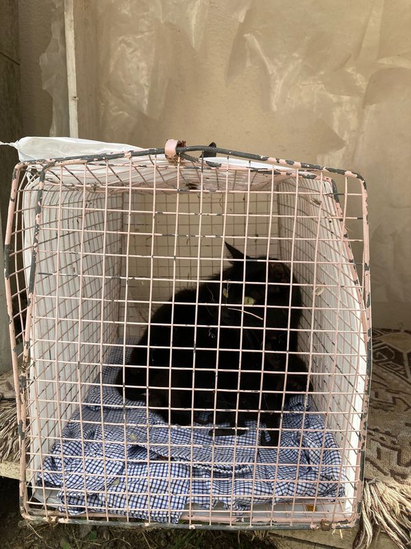 Un gatto dentro un trasportino al canile
