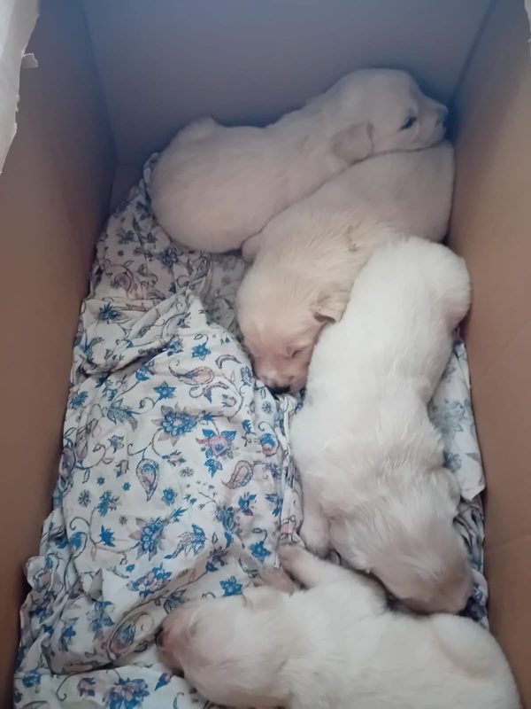 I quattro cuccioli di maremmano ritrovati nello scatolone